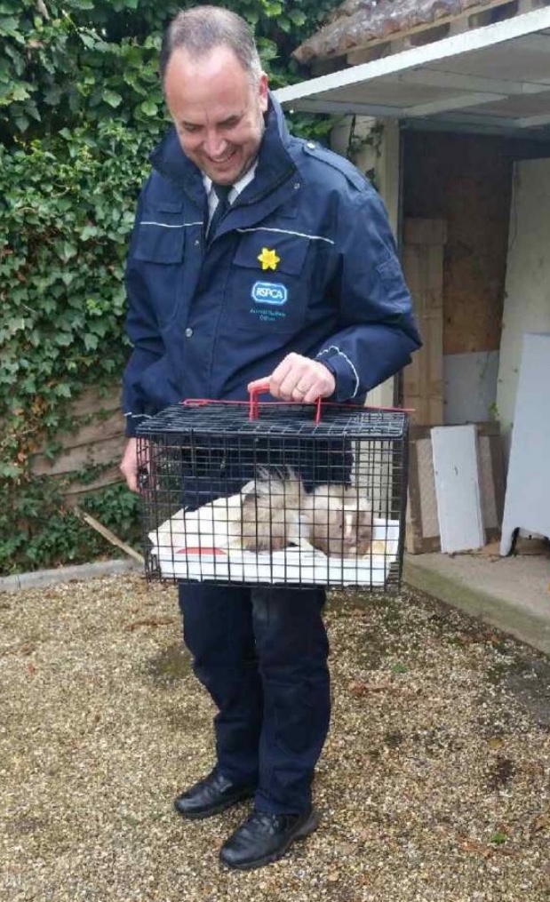 Skunk taken by RSPCA inspector Skunk taken by RSPCA inspector